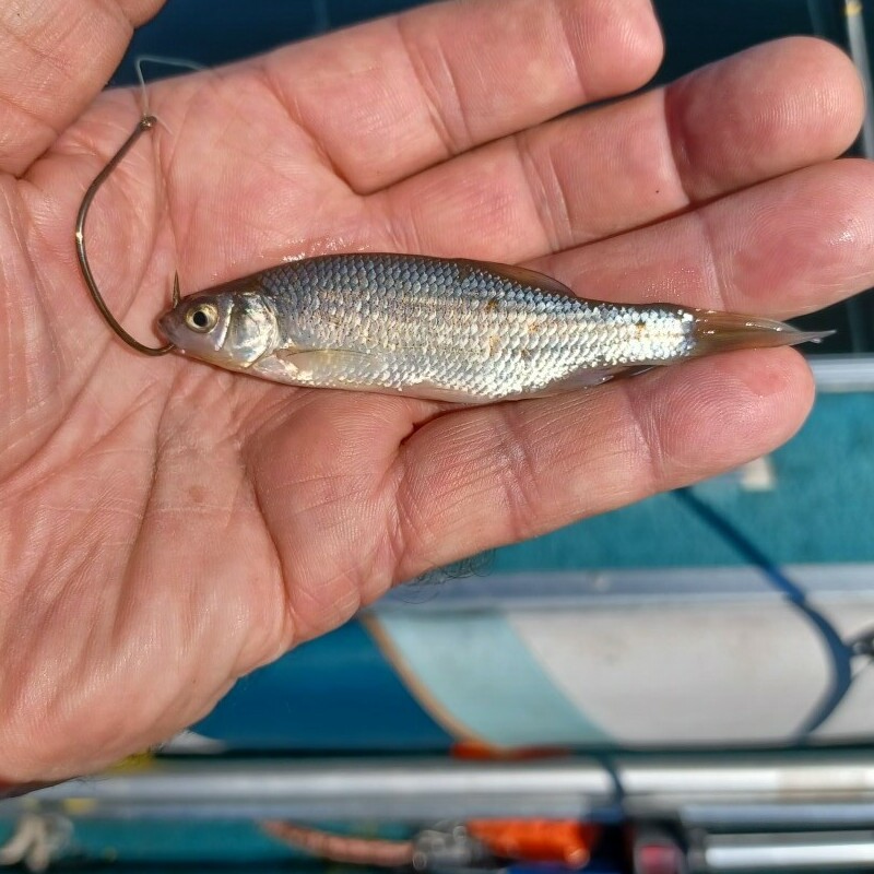 Lip Hooked Shiner